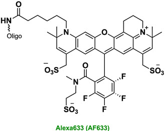 Bio-Synthesis Inc. Oligo Structure